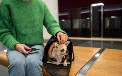 PERROS Y GATOS YA NO SON EQUIPAJE